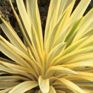 Yucca gloriosa 'Bright Star' (Juka wspaniała) - bright_star_a.jpeg