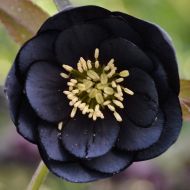 Ciemiernik wschodni Double Black 2l (Helleborus orientalis) - h.orientalis_double__black_1.jpg