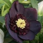 Ciemiernik wschodni Anemone Black 2l (Helleborus orientalis) - hel.anemone_black_kwadrat.jpg