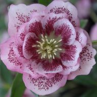 Ciemiernik wschodni Double Pink Spotted 2l (Helleborus orientalis) - helleborus_double_pink_spotted_.jpg