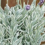 Lavendula augustifolia 'Silver Edge' (Lawenda wąskolistna) - lavandula-lawenda_silver_edge_74879_1aa.jpg